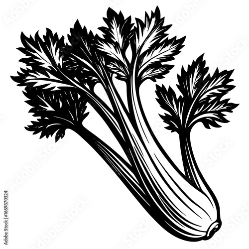 Black and white illustration of celery stalks with leaves on a white background vegetable food