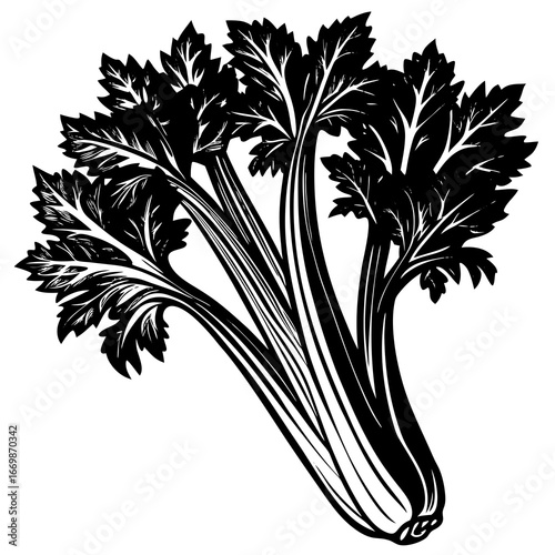 Black and white illustration of celery stalks and leaves on a white background vegetable food