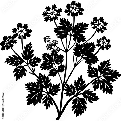 Black silhouette of a flowering parsley plant with detailed leaves and umbel flowers herb black and white