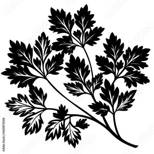 Black silhouette of fresh coriander leaves on a white background cilantro parsley