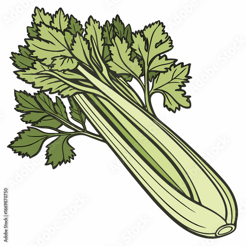 Celery stalk with green leaves on a white background vegetable food