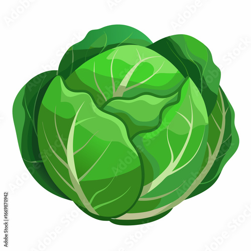 Green cabbage illustration with layered leaves on white background vegetable food