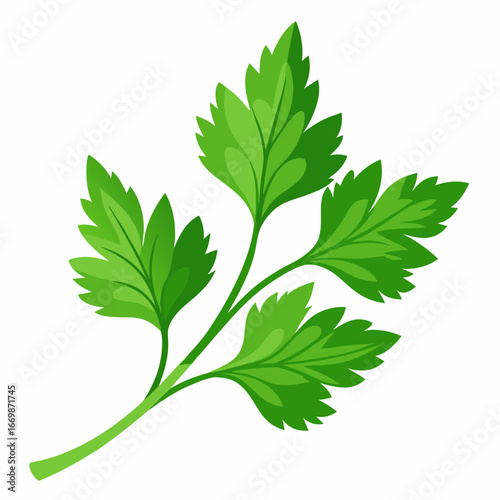 Single green parsley leaf with detailed veins on a white background herb fresh