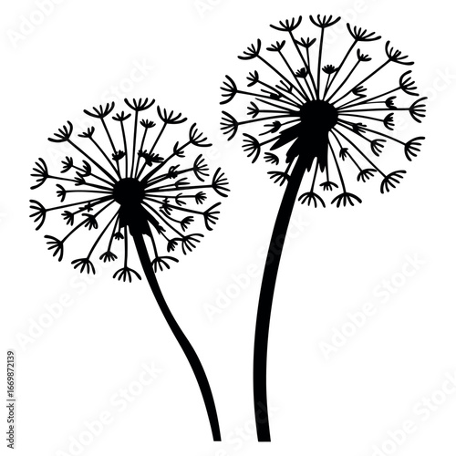 Two delicate black dandelion seed heads on white fluffy blowing