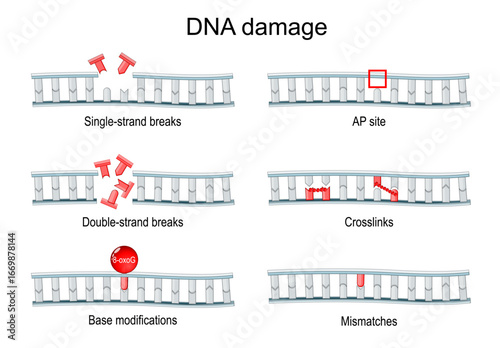 DNA damage. Genetic mutation.