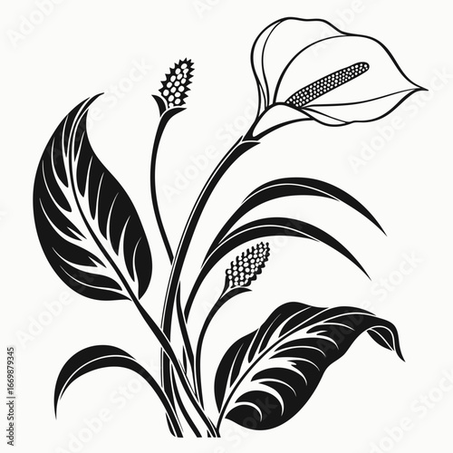 Peace Lily with curved leaves