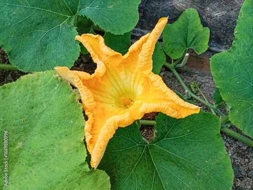 Pumpkin flower, Yellow pumpkin flower. Pumpkin flowers blooming in garden. Flowering pumpkin, Vegetable flower.