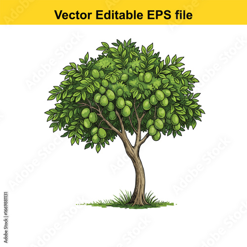 A lush green Mango tree laden with ripe green fruit, isolated on white background