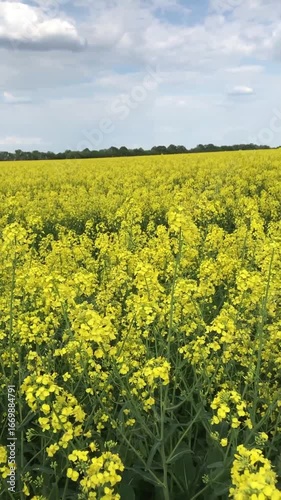 A sea of golden flowers stretched out in the warm sunshine. Endless yellow fields of rapeseed merged with the horizon. A bright blue sky with white clouds