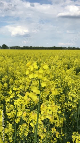 A sea of golden flowers stretched out in the warm sunshine. Endless yellow fields of rapeseed merged with the horizon. A bright blue sky with white clouds