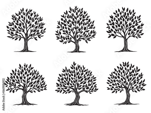 Olive Tree Clear Vision Simple Line Art