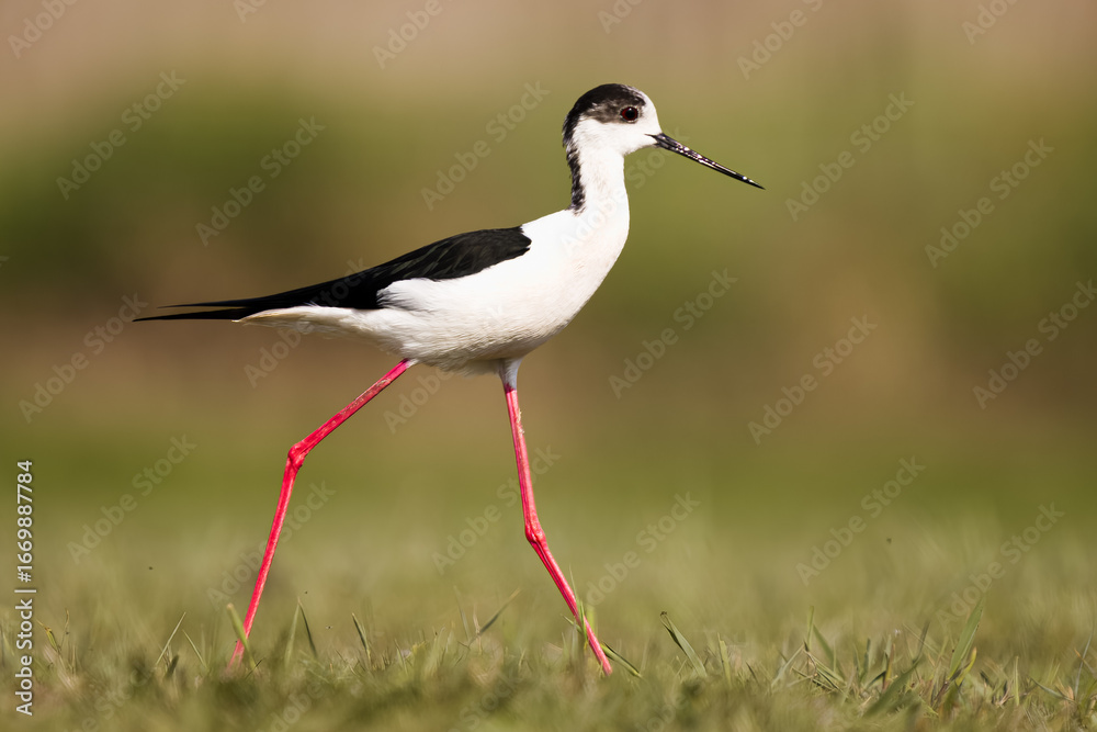 Fototapeta premium Wildlife animal