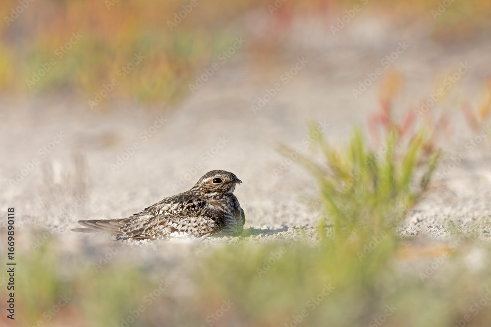 Fototapeta premium A common nighthawk (Chordeiles minor) resting on the ground.