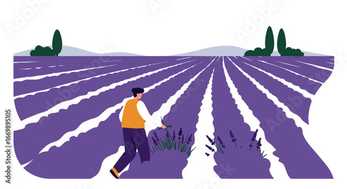Person harvesting fragrant lavender in a beautiful, expansive field, evoking peace and natural beauty. Ideal for themes of agriculture, aromatherapy, and tranquil rural travel.