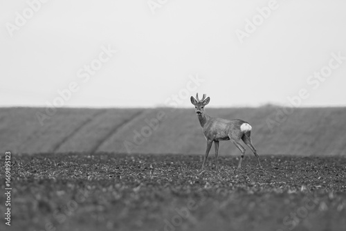 Wildlife animal