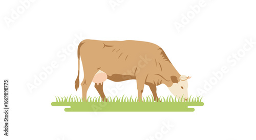 A tan and white cow is grazing in a field of green grass