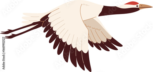 Red Crowned Crane In Flight Illustration