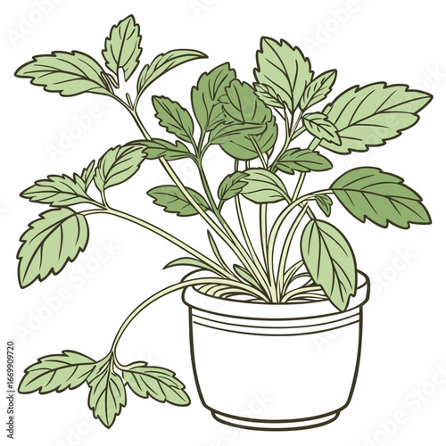 Green leafy plant growing in a white pot with a simple outline drawing style potted plant leaves
