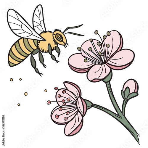 A bee flying near pink cherry blossoms with scattered pollen on a white background insect pollination