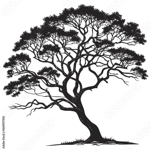 tree with spreading branches