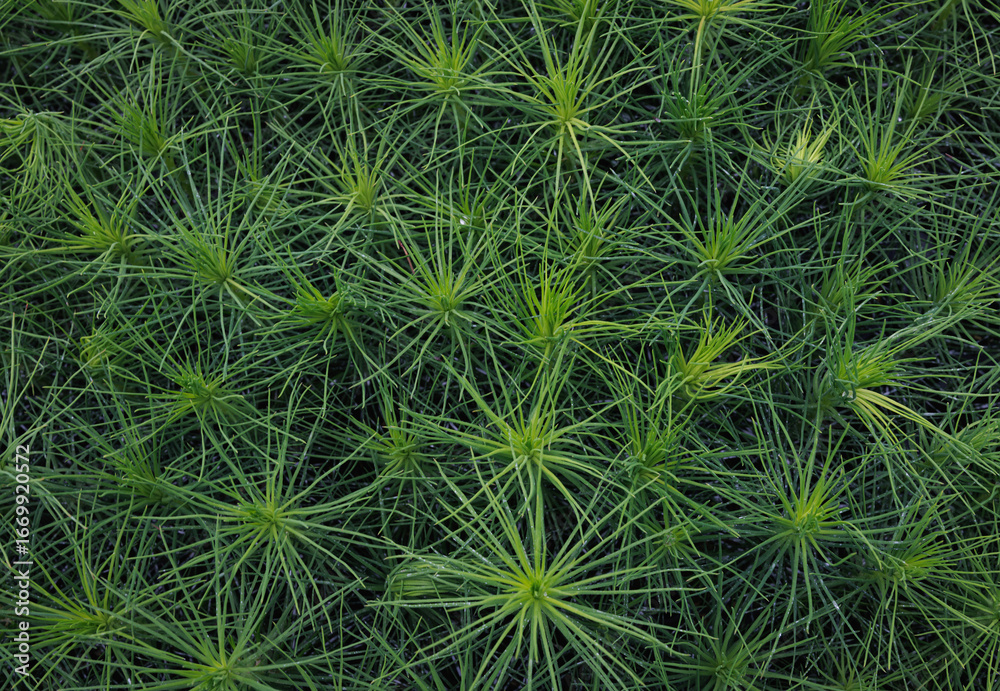 Background of young pine seedlings top view. Pine seedlings. Background of young pine seedlings top view. Pine seedlings.