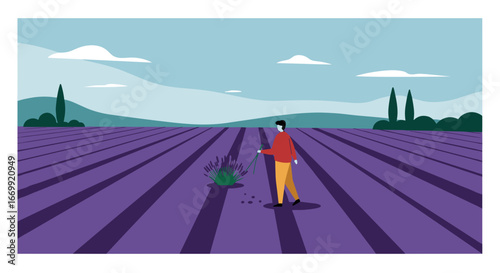 Man harvesting fragrant lavender in a beautiful purple field under a blue sky. Evokes peace, nature, and traditional agriculture. Ideal for travel, lifestyle, or natural product themes.