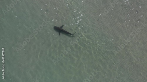 Sharks at the mouth of the Hadera River near the Orot Rabin Israel power station from a drone view