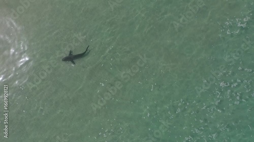 Sharks at the mouth of the Hadera River near the Orot Rabin Israel power station from a drone view