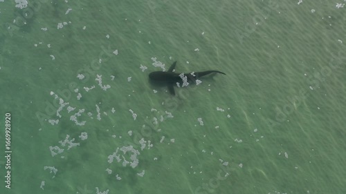Sharks at the mouth of the Hadera River near the Orot Rabin Israel power station from a drone view