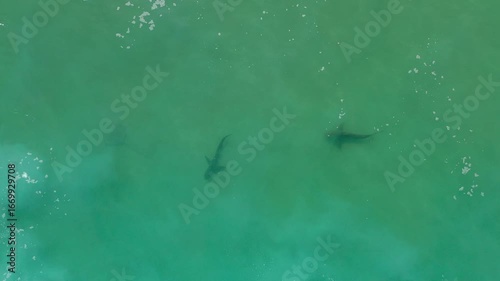 Sharks at the mouth of the Hadera River near the Orot Rabin Israel power station from a drone view