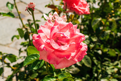 Fotografie Rosa de color rosáceo