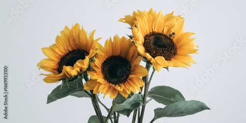 Wallpaper Mural The Sunflowers Standing Tall in a Minimal Studio Arrangement Evoking Warm Summer Cheer Torontodigital.ca