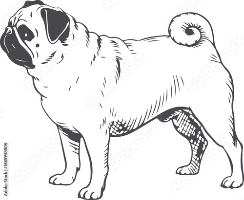 Charming Pug Dog Vector Illustration with Detailed Sketch and Cute Pose