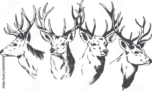 Detailed Deer Head Vector Illustration Set with Antlers and Sketch Style