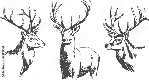 Detailed Deer Head Vector Illustration Set with Antlers and Sketch Style