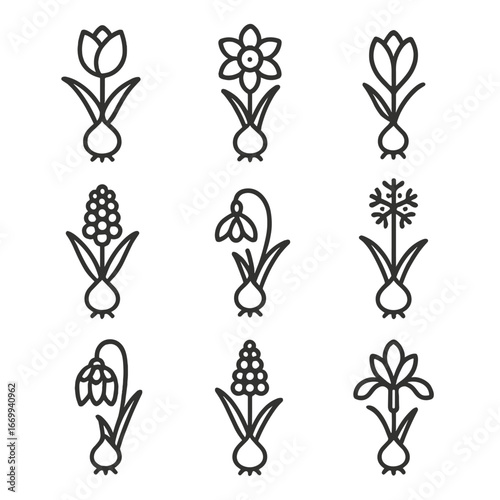 Spring Bulb Icons. Outline icon set of popular spring flowering bulbs: tulip bulb, daffodil bulb, crocus bulb, hyacinth bulb,