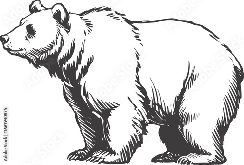 Detailed Brown Bear Vector Illustration Standing in Profile on Plain Field