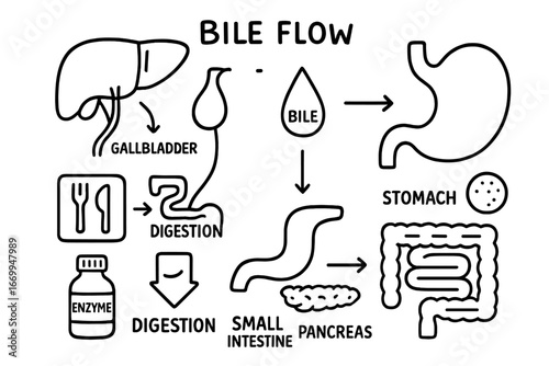 Digestive System Diagram. Hand-drawn doodle illustration digestive bile flow gallbladder, bile droplet, bile duct, liver, pancreas