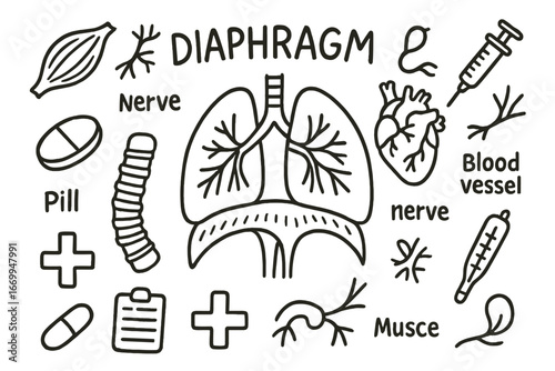 Diaphragm Anatomy Doodle. Hand-drawn doodle illustration diaphragm anatomy diaphragm, lungs, rib cage, heart, muscle, nerve, blood