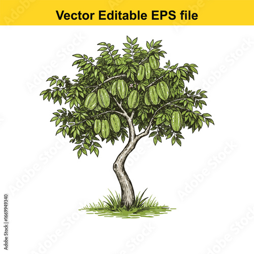 Star fruit tree with ripe green fruits hanging on branches, isolated on white background