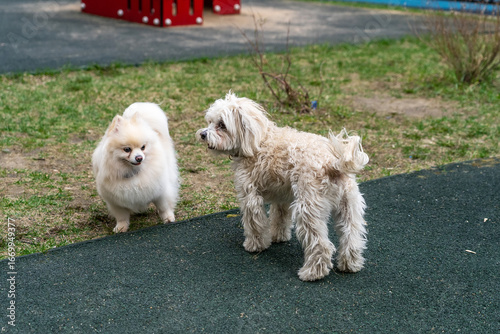 Two small fluffy companion dogs, cream Pomeranian and shaggy white dog, cautiously exploring park playground's green rubber surface next to dry grass