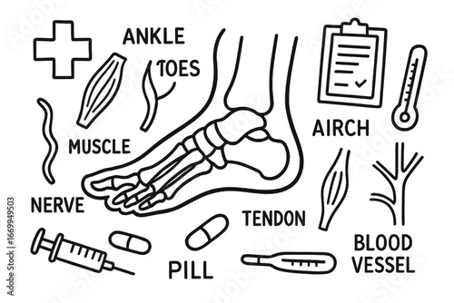Foot Anatomy Doodle. Hand-drawn doodle illustration foot anatomy foot bones, toes, ankle, arch, heel, muscle, ligament, tendon,