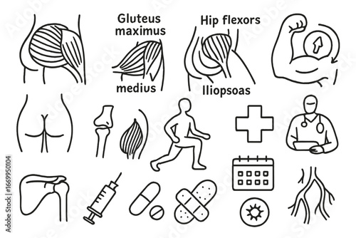 Hip and Shoulder Anatomy. Hand-drawn doodle illustration hip muscles gluteus maximus, gluteus medius, hip flexors, iliopsoas,