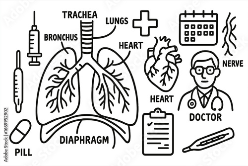 Respiratory System Doodle. Hand-drawn doodle illustration rib cage respiratory system lungs, rib cage, diaphragm, trachea,