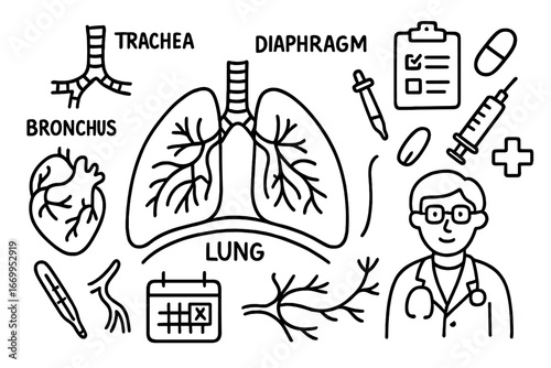 Respiratory System Doodle. Hand-drawn doodle illustration rib cage respiratory system lungs, rib cage, diaphragm, trachea,