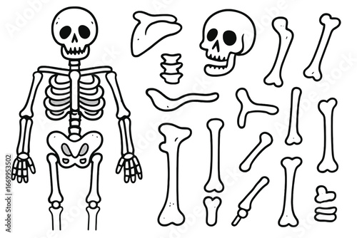Skeleton Anatomy Doodle. Hand-drawn doodle illustration skeleton anatomy skull, ribs, spine, pelvis, femur, humerus, jawbone,