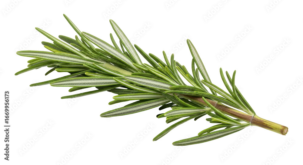 Fototapeta premium Isolated Fresh Rosemary Sprig