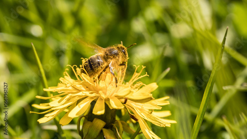 bee, honeybee, flying away, flower, yellow, dandelion, pollination, pollinator, pollen, nectar, insect, honey, apis, melifera, abdomen, collecting pollen, pollen, mellifera, yellow