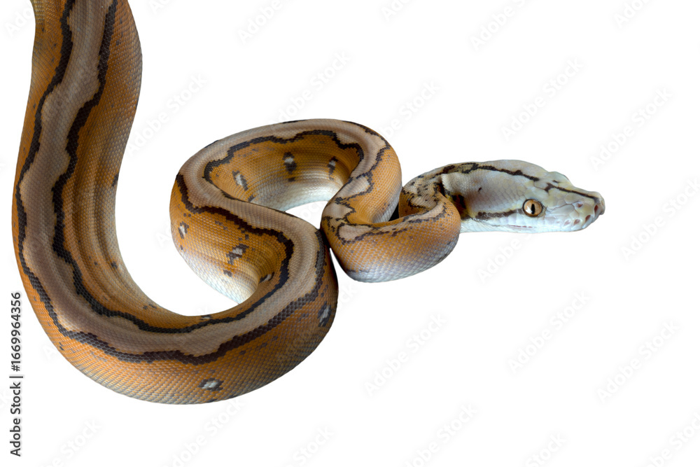 Fototapeta premium Orange Glow Motley Reticulated Python (Malayopython reticulatus), Reticulatus python snake on isolated background, Reticulatus python ready to attack