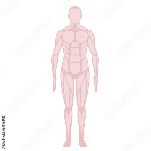 Detailed anatomical illustration of male human musculature.